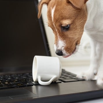 Dog spilling cup contents on a laptop